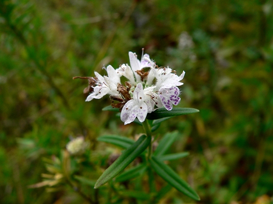 {Pycnanthemum virginianum}